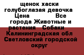 щенок хаски  голубоглазая девочка › Цена ­ 12 000 - Все города Животные и растения » Собаки   . Калининградская обл.,Светловский городской округ 